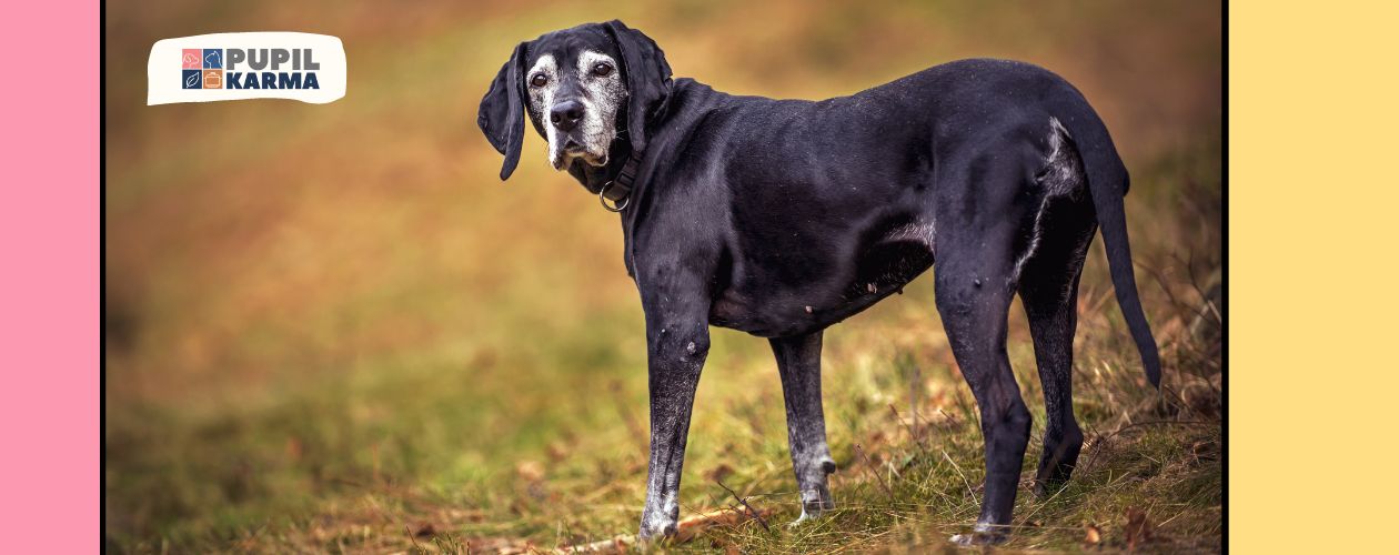 Zdjęcie ciemnego dużego psa w wyraźnym wieku seniora. Kolorowe paski z boku i logo pupilkarma.